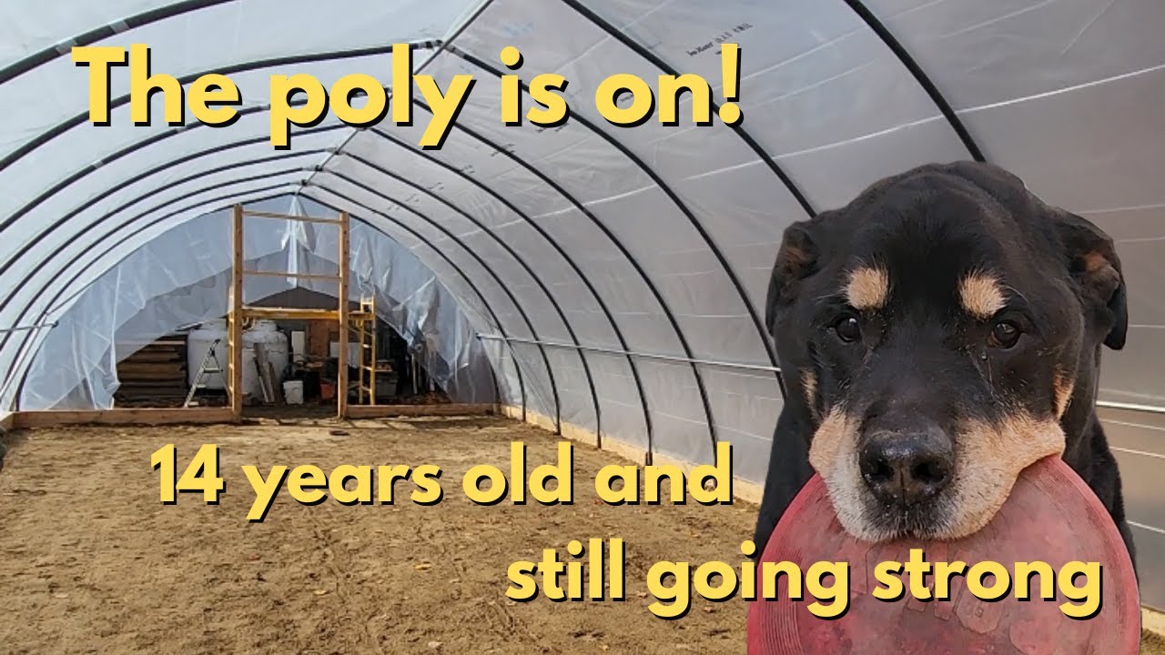 Ep 24 Polytunnel almost ready for plants and featuring our 14 year old Rottweiler