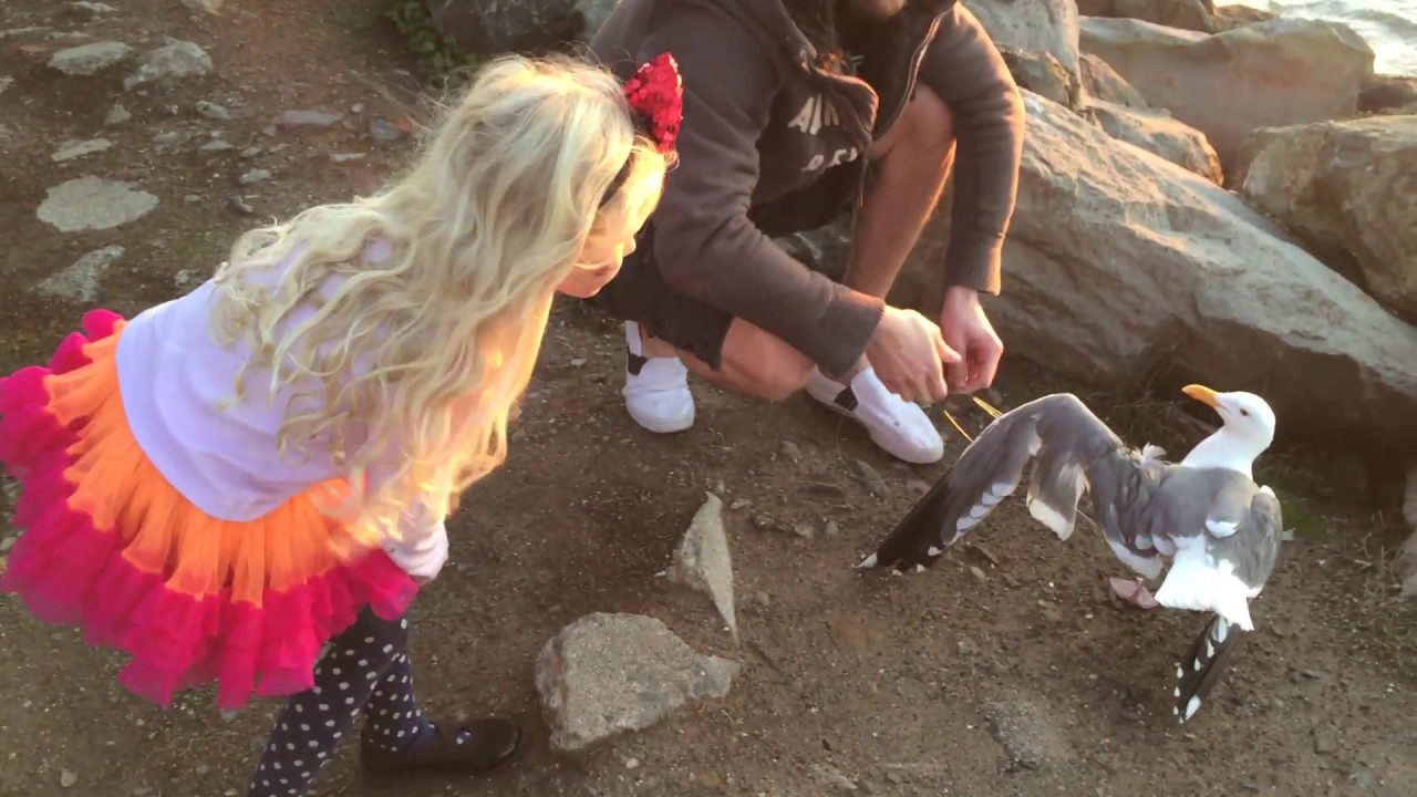 Seagull Rescue