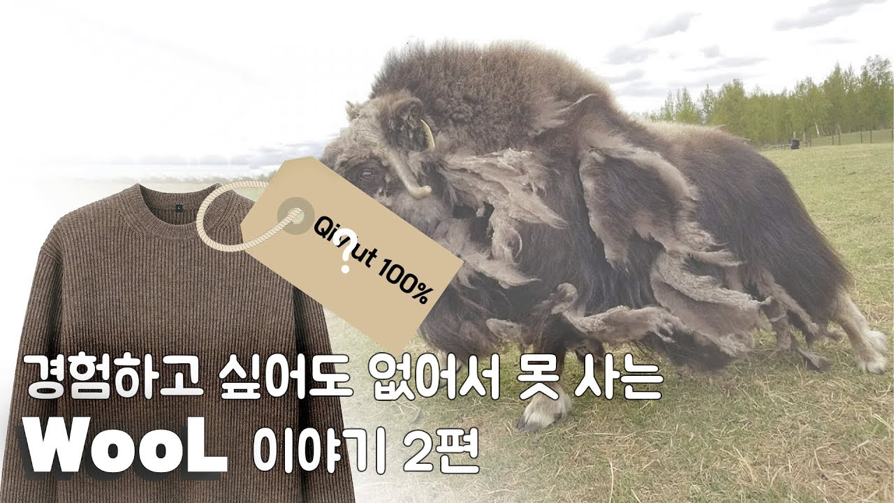 한국에서 보기 힘든 '이 울'도 경험해 보셨다면 여러분은 울.잘.알.입니다. 울 이야기 2편