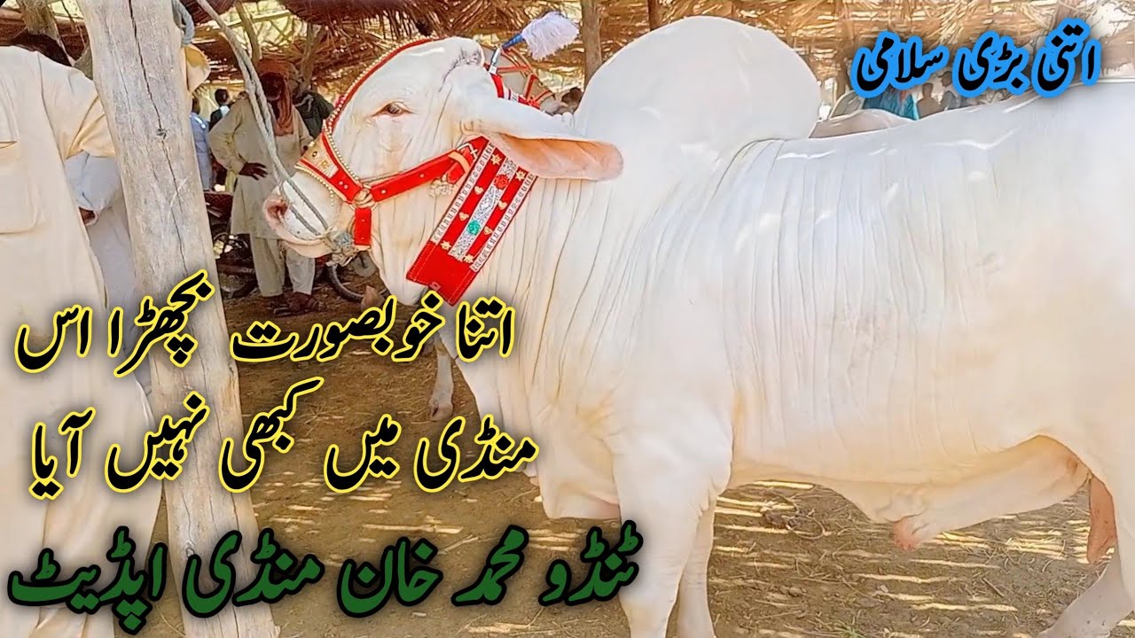 Pure gulabi nukre | cholistani ablaq bachre | TANDO MUHAMMAD KHAN MANDI UPDATE | 19 May 2024