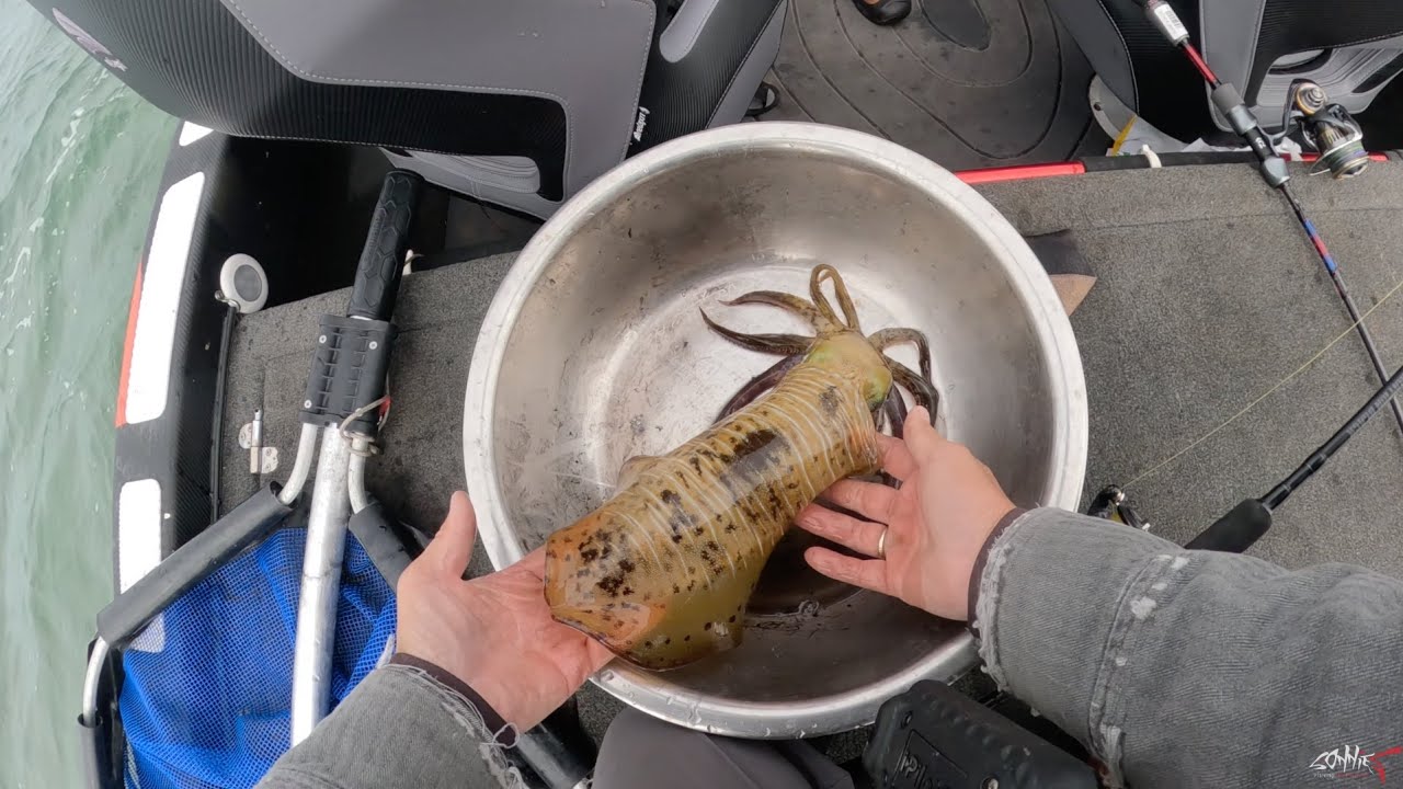 Geez the Squids Are Huge!