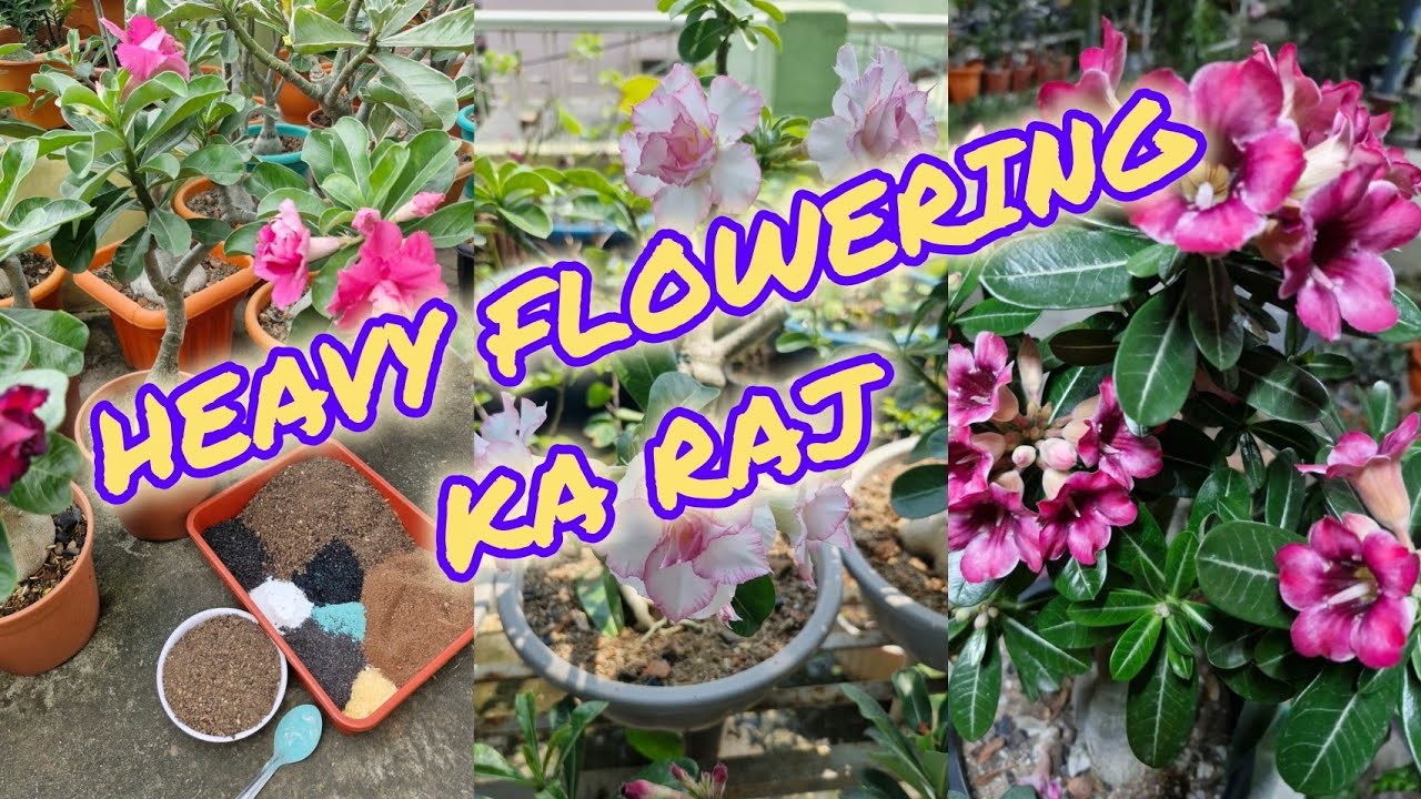 Kyaa Aap Bhi ADENIUM Mein Meri Tarah FLOWERING Dekhna Chahte Hain To Ye Video Khaas Aapke Liye Hai 💯