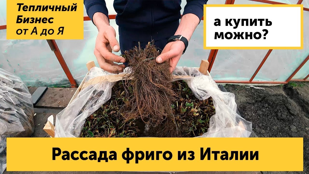 Рассада фриго из Италии. Кабрильо и Мурано - топовые сорта земляники (клубники) на 2019 год