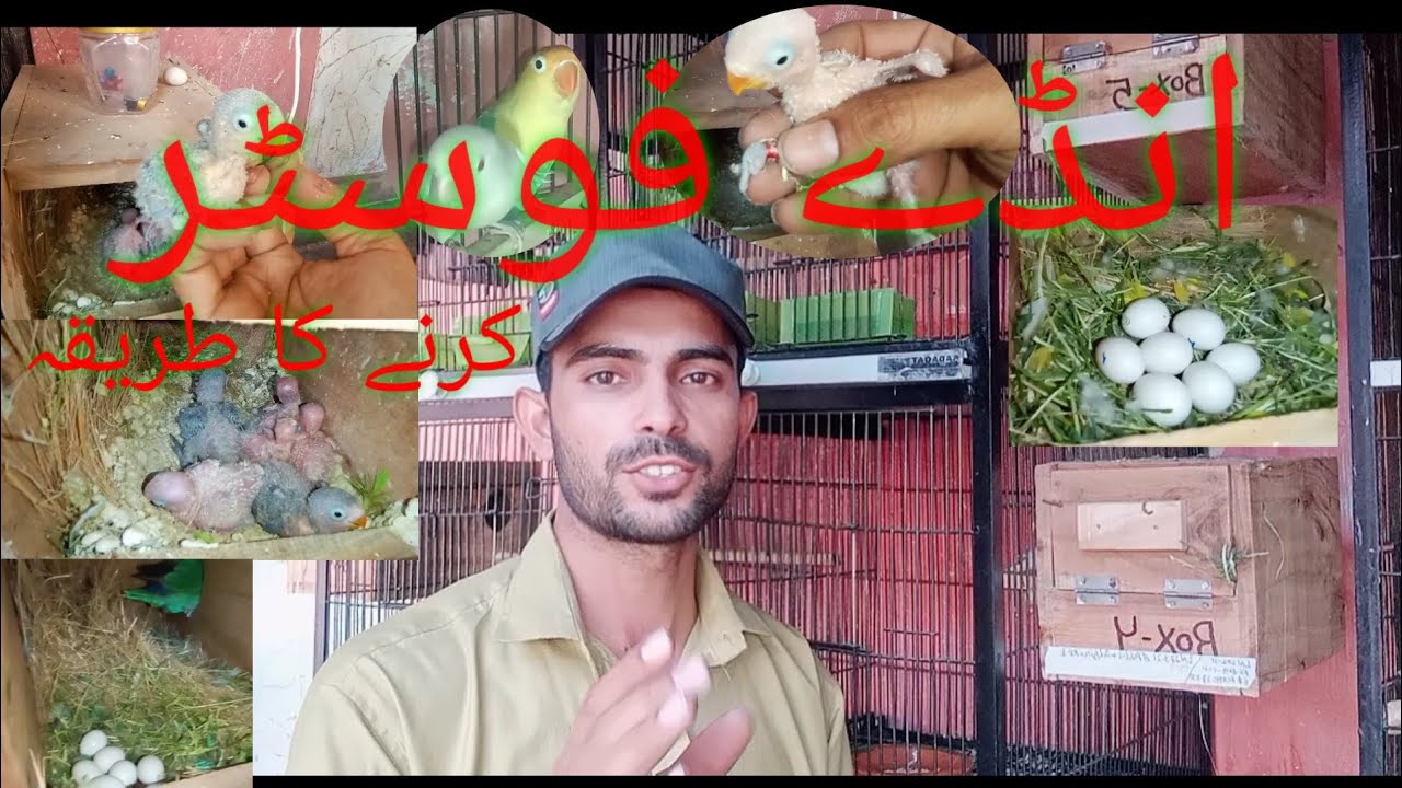 how to fostering love birds eggs // #lovebirds #parblueSiplatEno Ande foster Karne ka tariqa