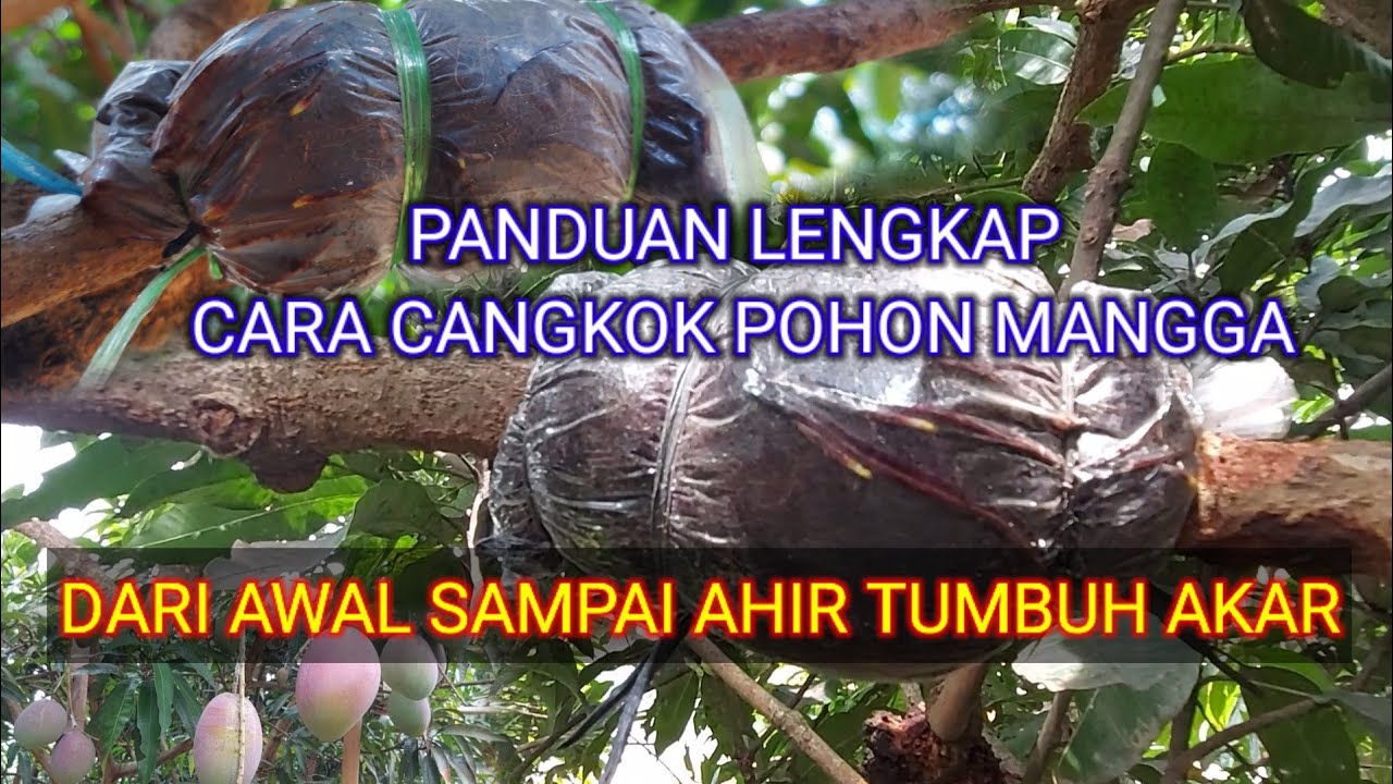 Panduan lengkap cara cangkok pohon mangga anti gagal