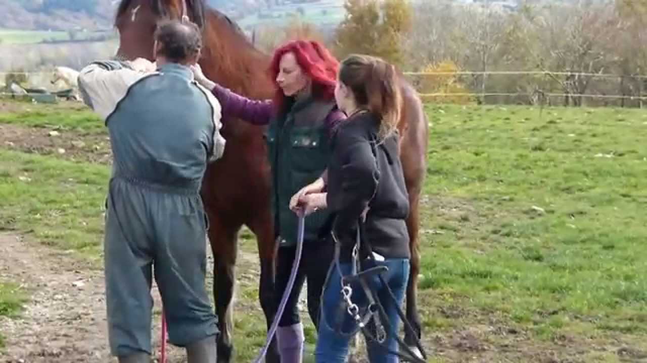 S.O.S Cheval le 04/11/2015