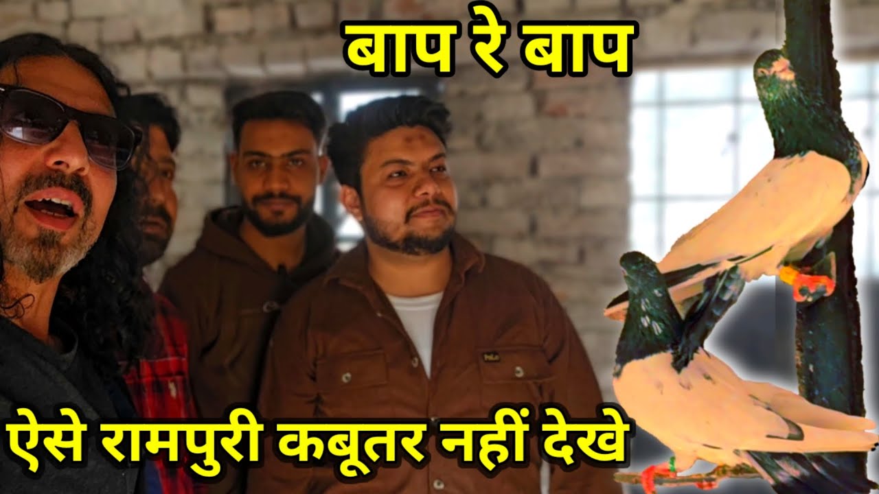 Aise Rampuri Kabootar Nahi Dekhe|Rampuri Kabootar|Rampuri Gehre|Rampuri gajre|jaipurtonkpigeons