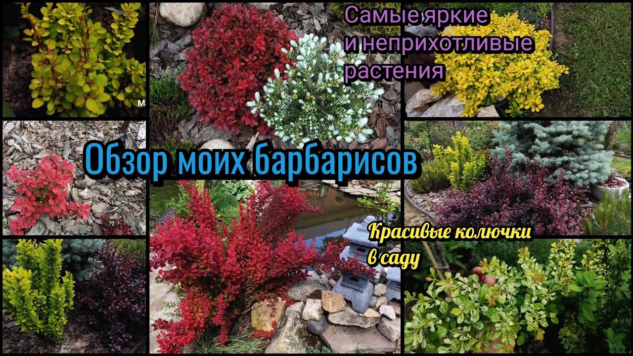 Обзор моих барбарисов. Барбарис Тунберга. Самые эффектные и неприхотливые растения. Сад.