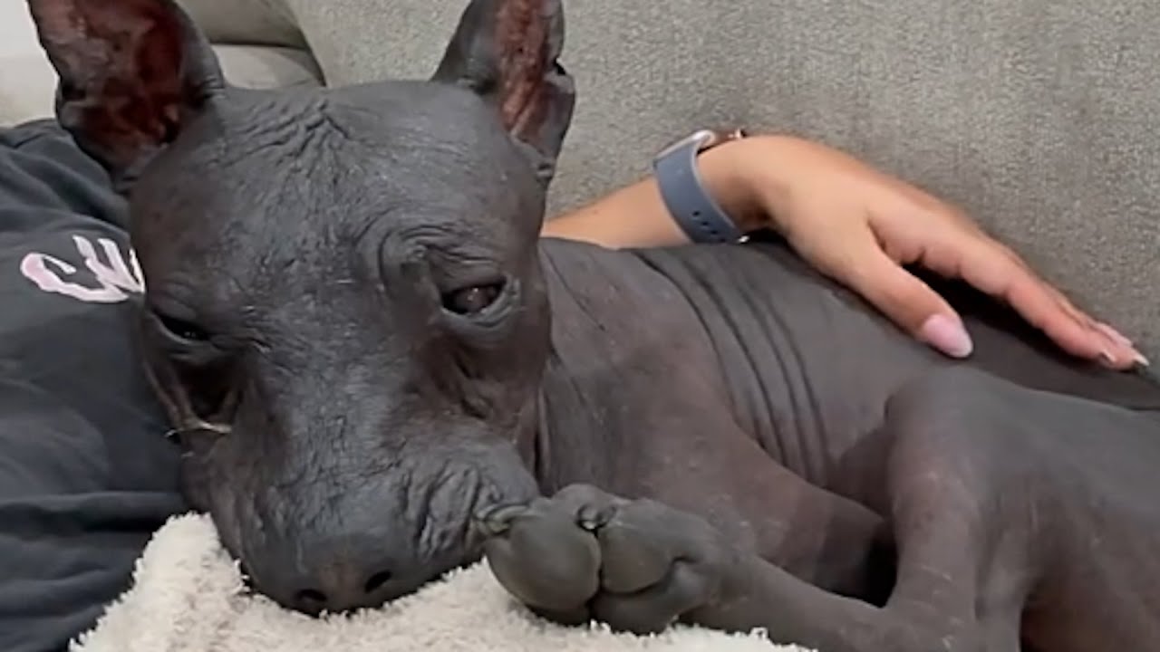 Couple gets a surprise at door after dog passes