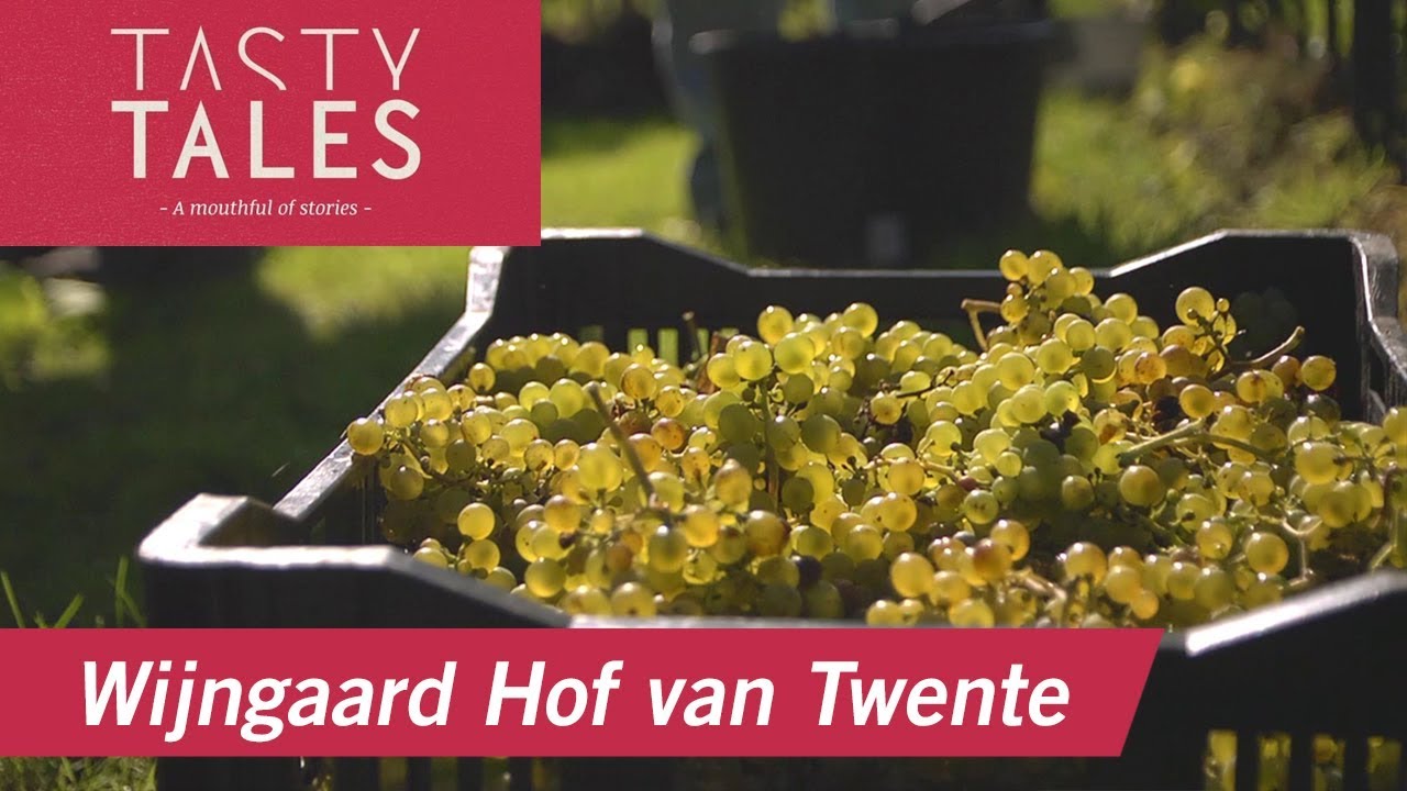 WIJNGAARD HOF VAN TWENTE (Bentelo) &bull; Dutch wines from the Twente region &bull; Tasty Tales