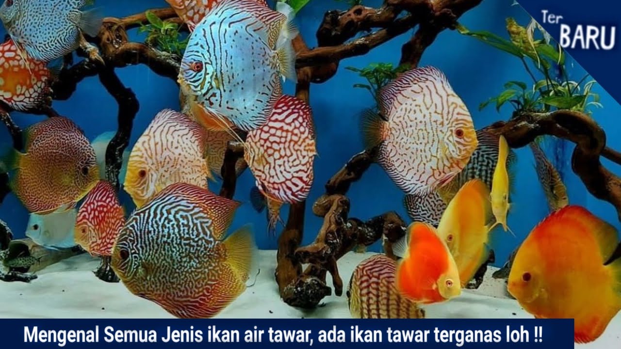 Dunia Air Tawar TMII || ratusan jenis ikan air tawar ada disini loh