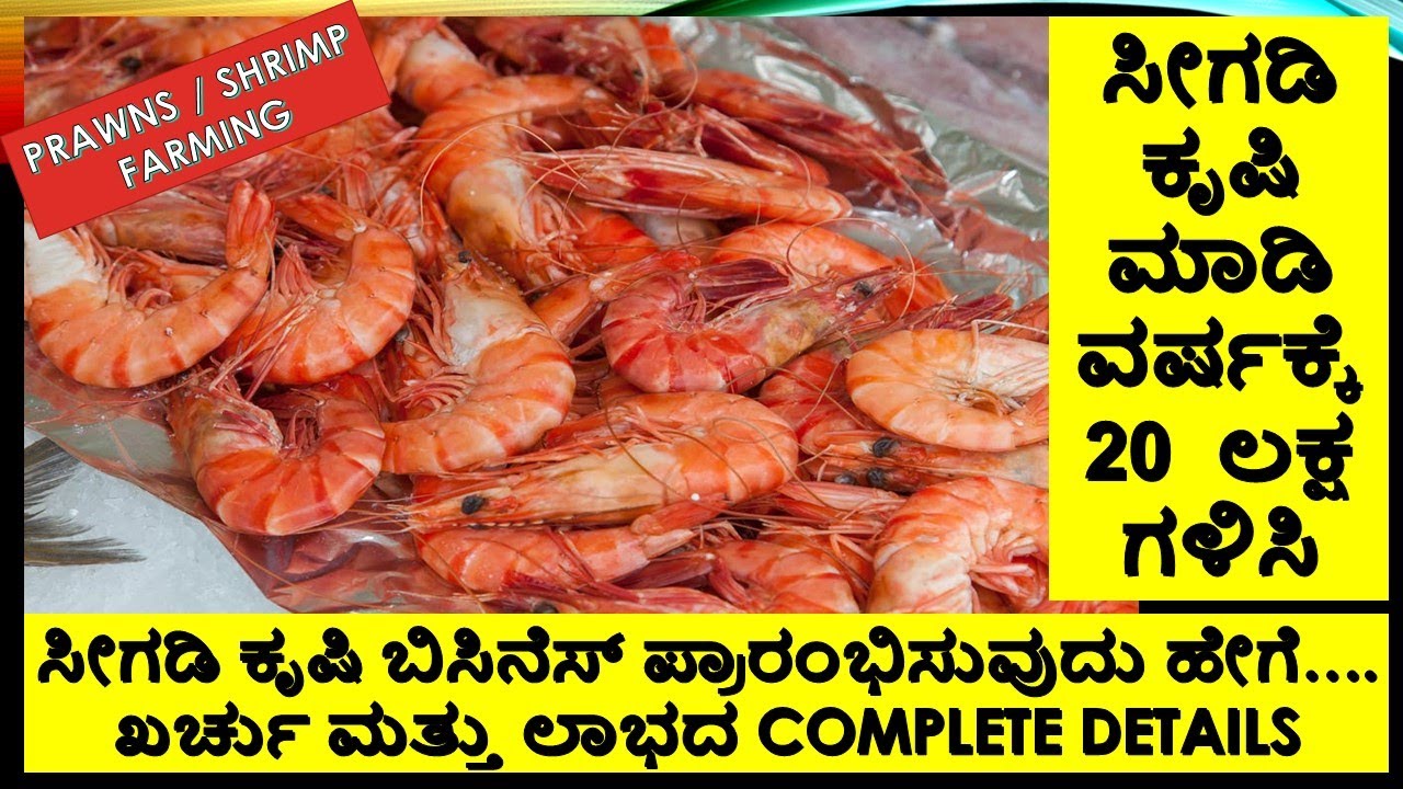ಸೀಗಡಿ ಕೃಷಿಯಲ್ಲಿ ನ ಲಾಭ #PrawnsFarming #ShrimpFarming #FishFarming