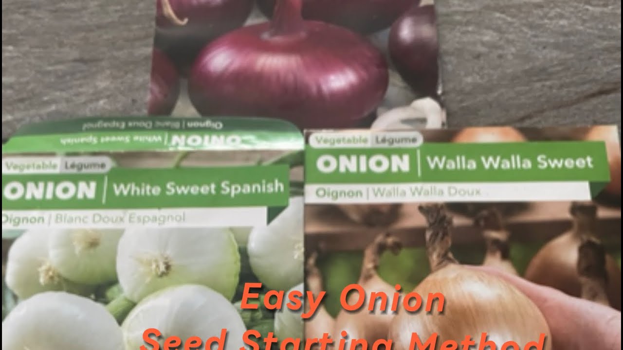 Easy Onion Seed Starting Method