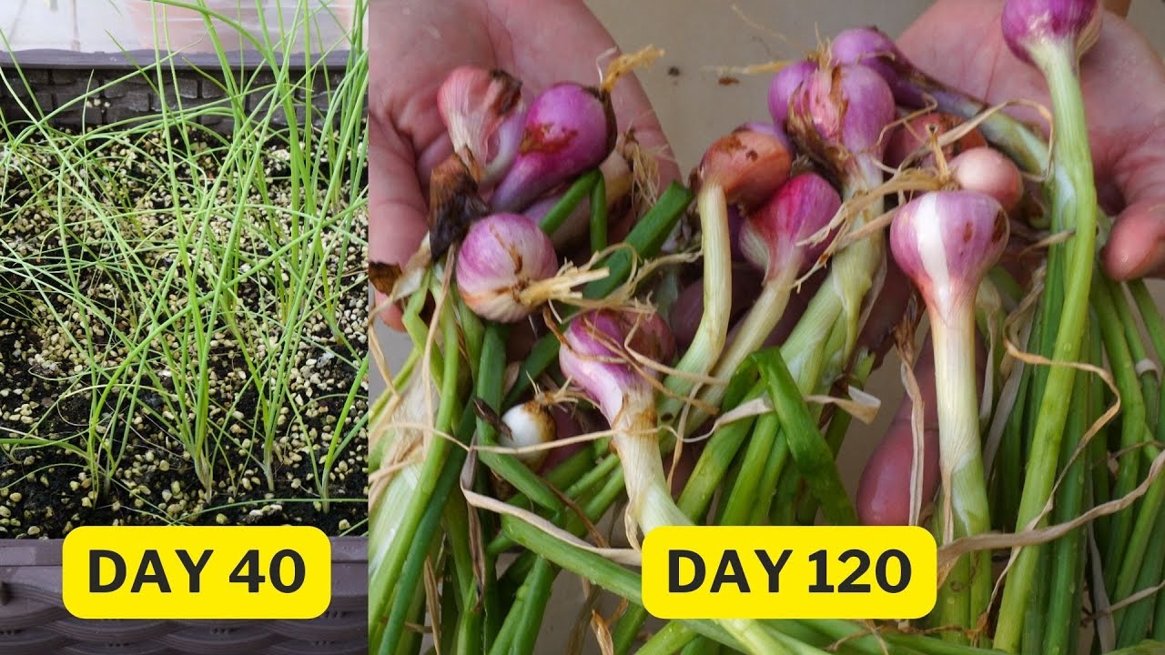 Growing shallots from seed to harvest the bulb!