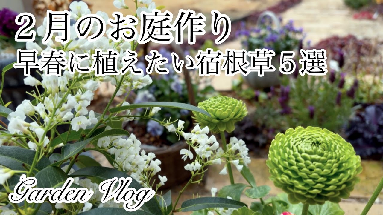 【ガーデニングVlog】２月のお庭作り／春庭で大活躍する春の宿根草５選／ラナンキュラスアラクネJr.／春の気配がしてきたお庭の様子