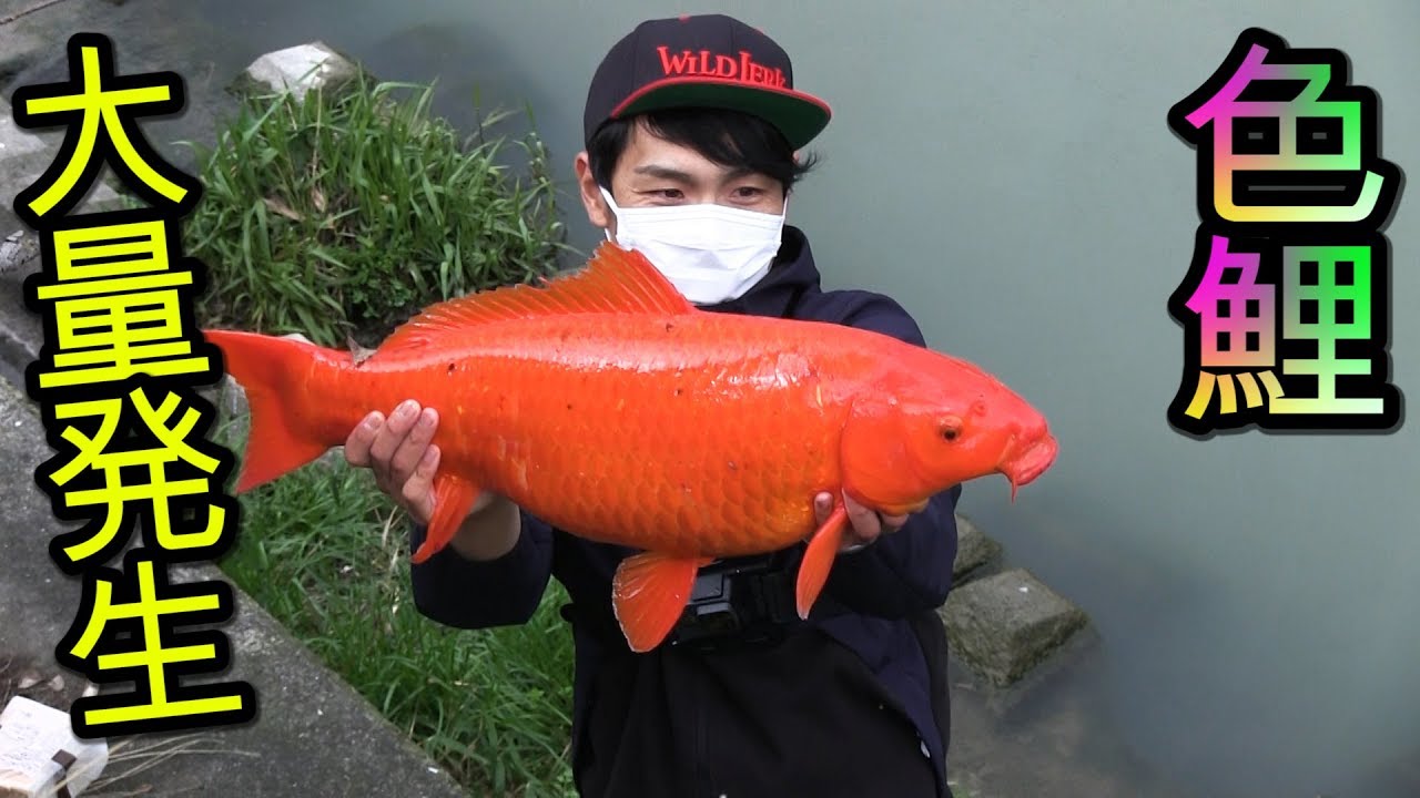 カラフルな鯉が異常発生してる川へ行ったら凄すぎた！！！！