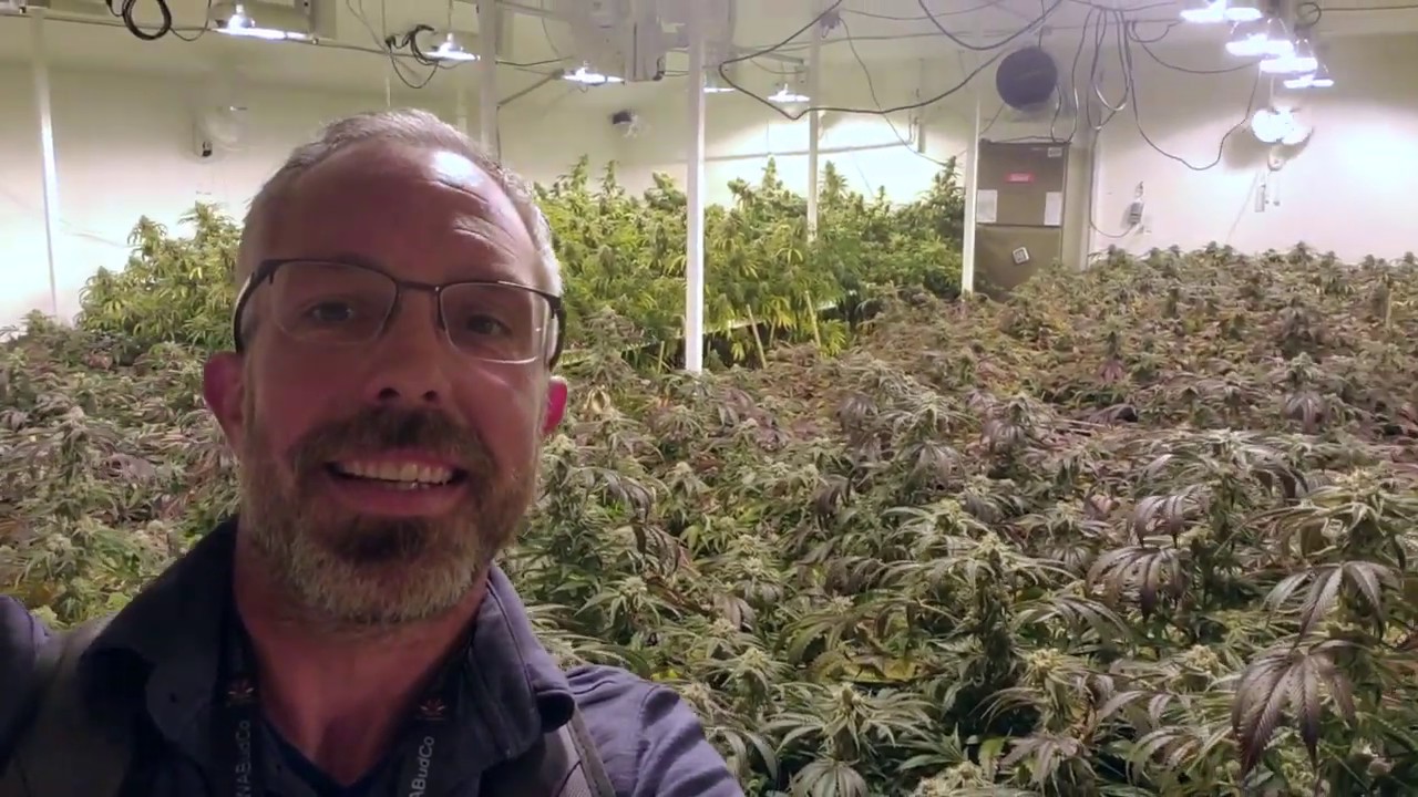 OK Verified Program. What's In Your Cannabis?