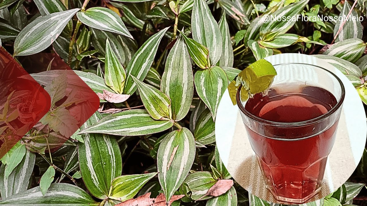 Erva LAMBARI (Tradescantia zebrina): Todos os BENEFÍCIOS
