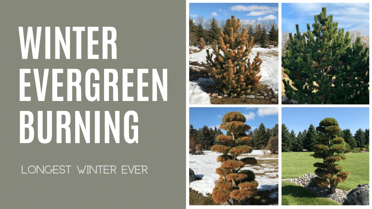 Winter Evergreen Burning: Anything I Can Do?