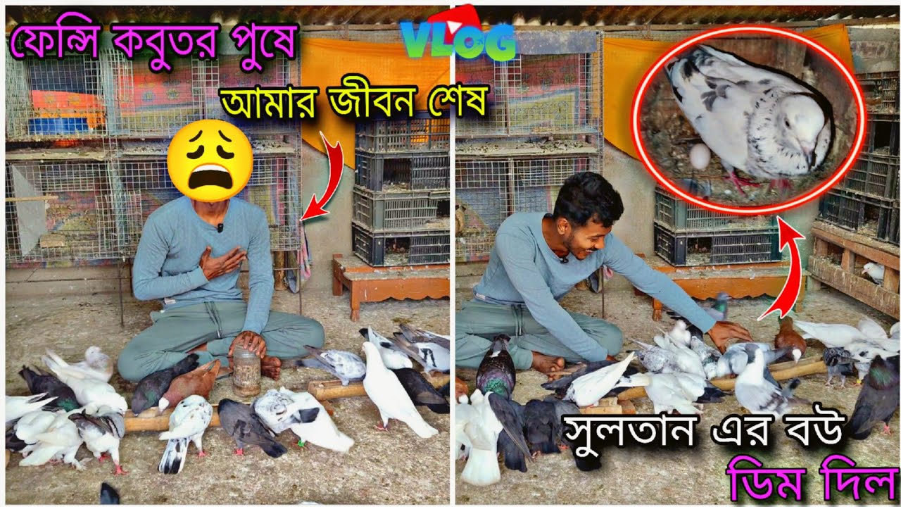 সুলতানের বউ আবার ডিম দিল 😱 ফেন্সি কবুতর পুষে আমার জীবন শেষ 😩#myworld #petsvlog