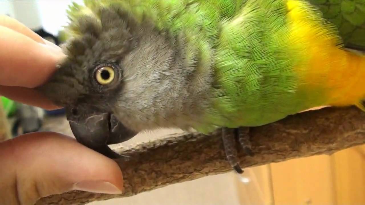 Kili Senegal Parrot - Petting and Purring Parrot