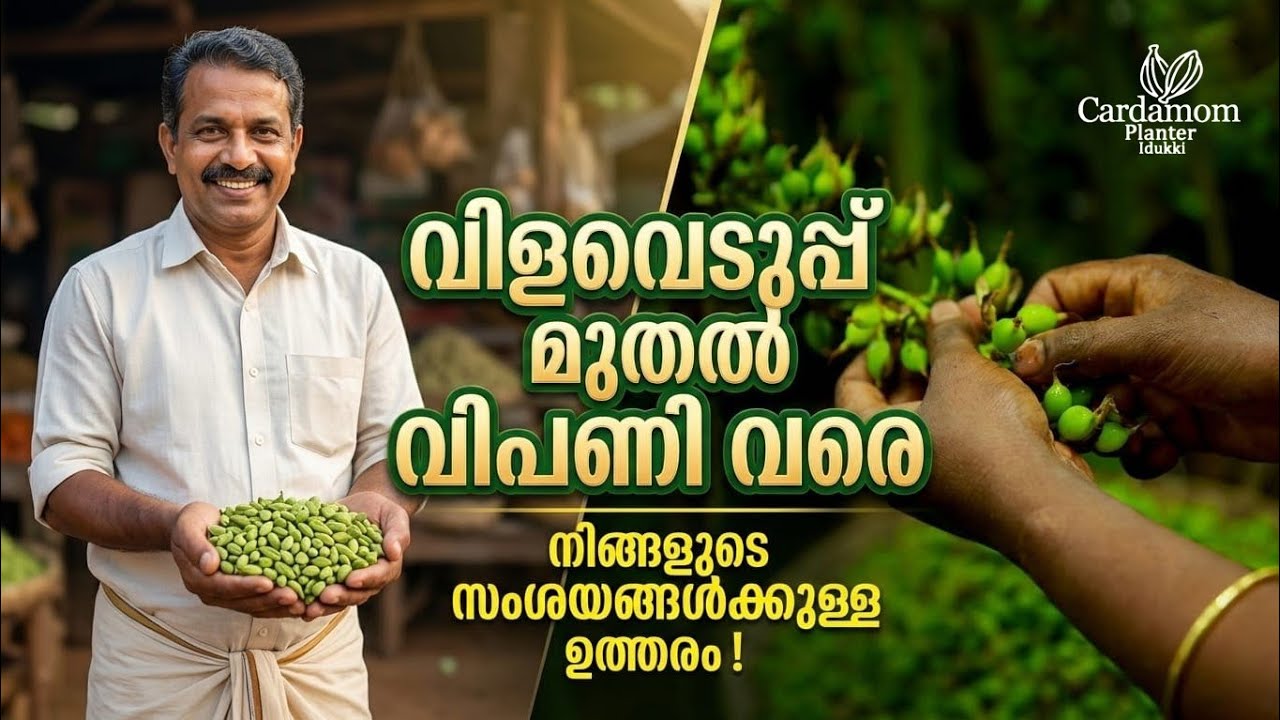 ഏലം വിളവെടുപ്പ് മുതൽ വിപണി വരെ #ഏലം #Cardamom #Spices #Harvesttomarket