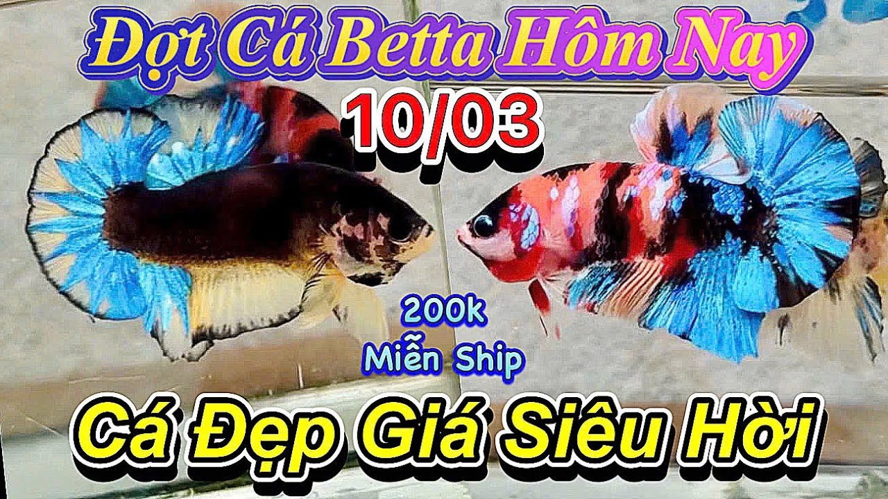 ❤️10/03/2026_Đợt Cá Betta Mới_Giá Chỉ Từ 50k_Những Chú Betta Được Tuyển Lựa_Form Khủng_Size Lớn❤️