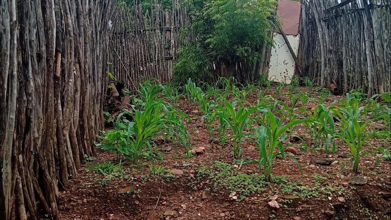 CAPINANDO MEU QUINTAL, DEUS É BOM O TEMPO TODO 🙏🙌