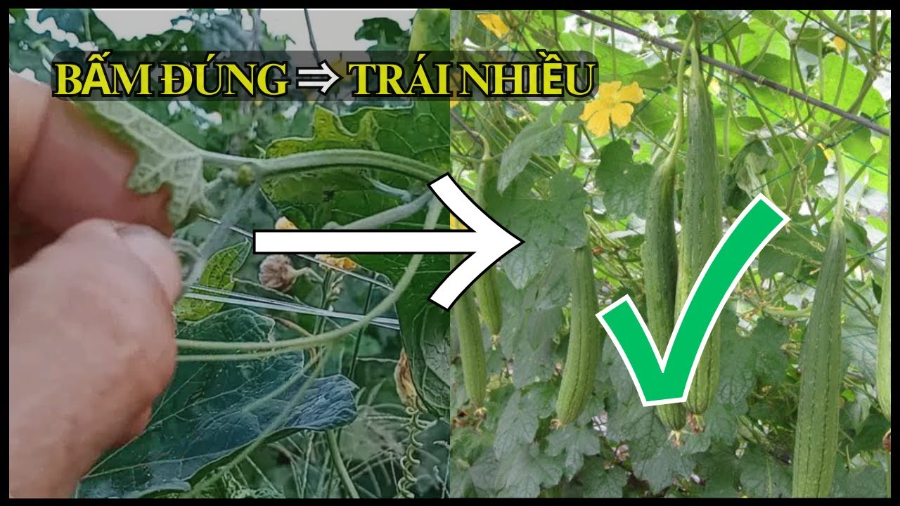 Cách trồng mướp cho nhiều trái: Bấm ngọn đúng cách mướp cho trái nhiều.