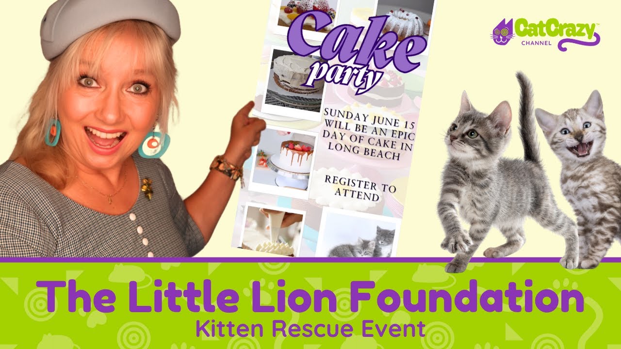 Make Your Weekend Purr-fect: Help Cats and Have Fun