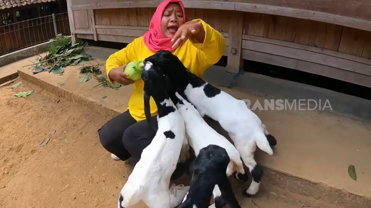 [FULL] EMAK ENAH BERTUALANG KE PURWOREJO DAN TEMANGGUNG | ENAH BIKIN ENAK (16/09/24)