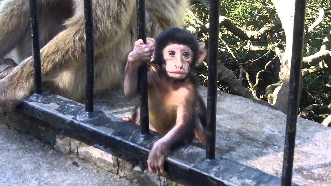 Crazy Cute Apes of Gibraltar!