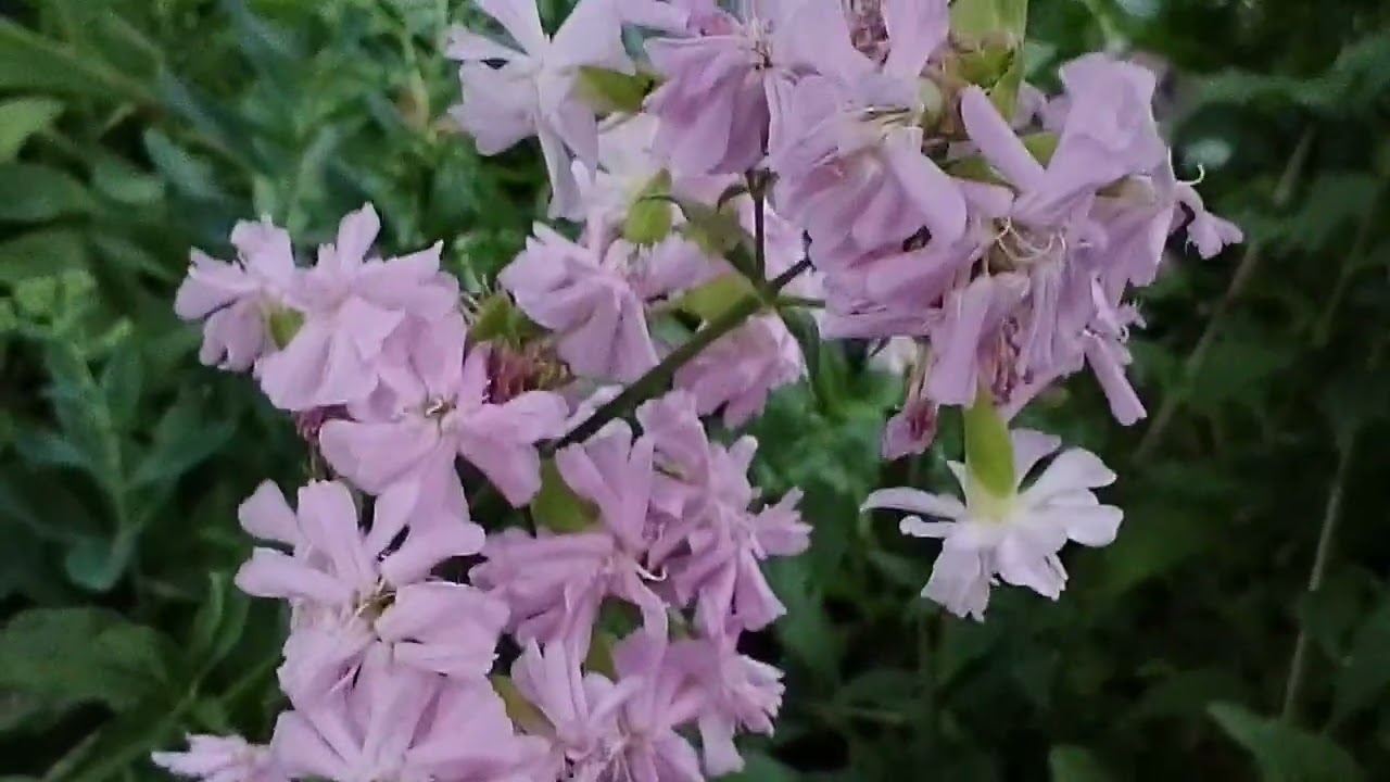 Обзор со двора🌹