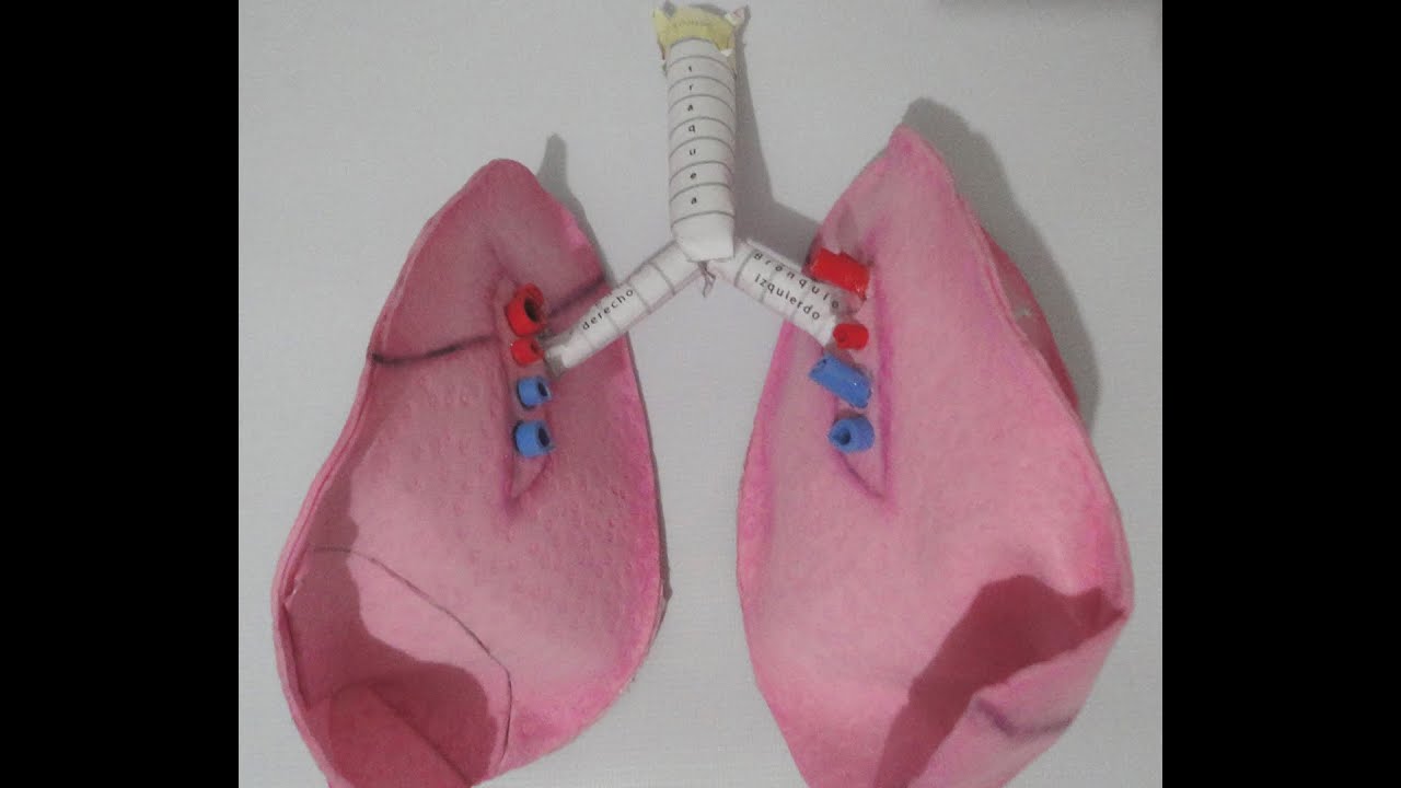 Pulmon Maqueta 2
