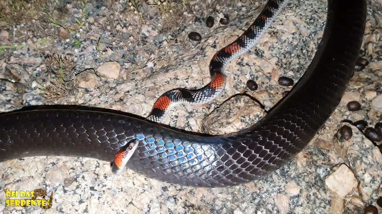 muçurana e cobra coral