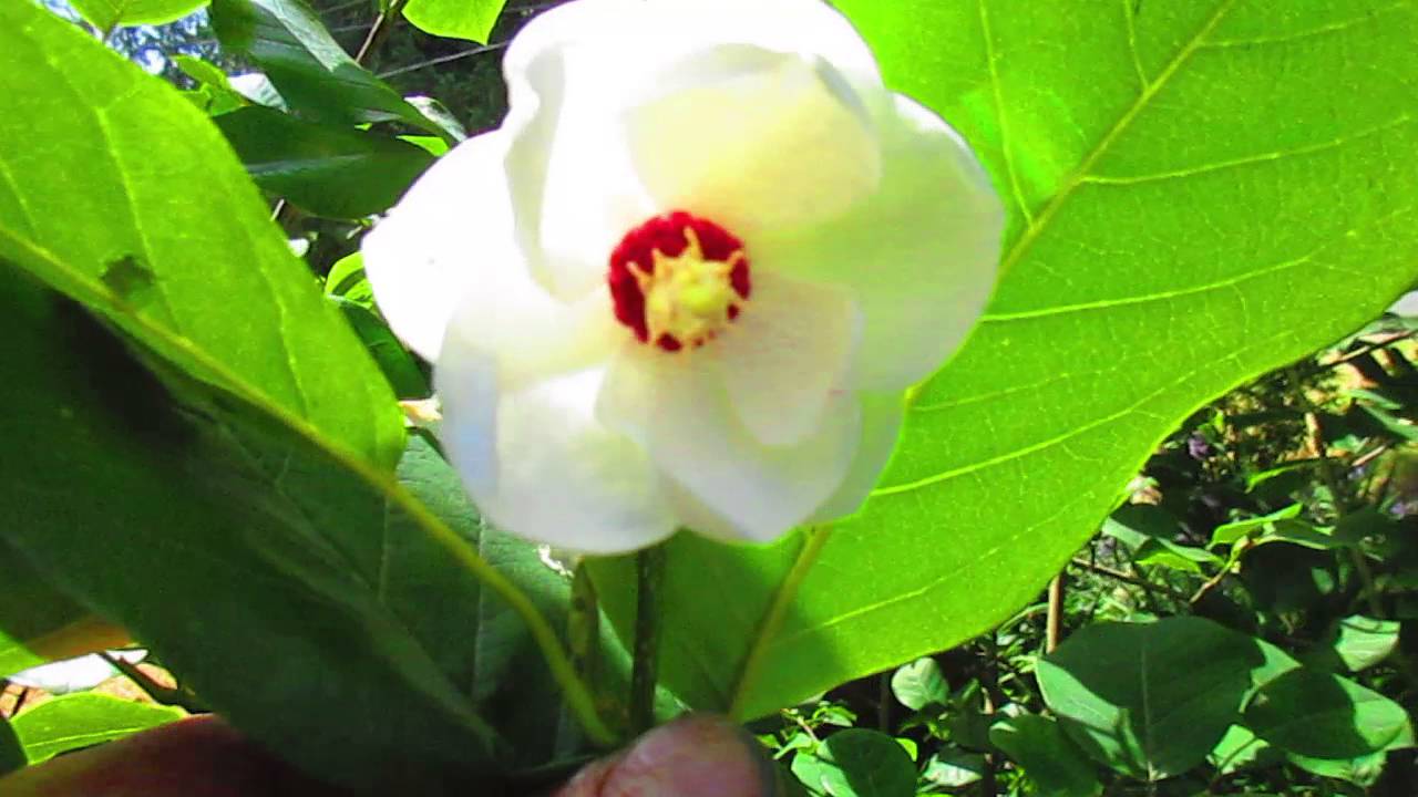 Magnolia sieboldii in Bloom