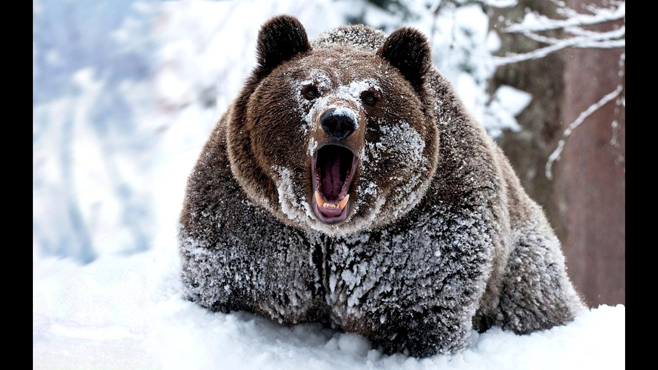 Shatun: A True Bear Attack Story From Siberia