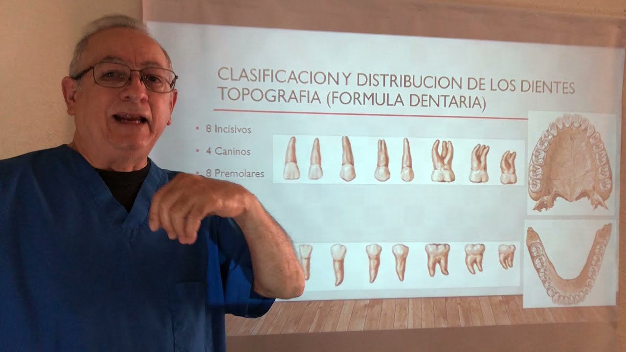 Sistema Dental. Odontogenesis. Estructura externa e interna del diente. Amelogenesis imperfecta