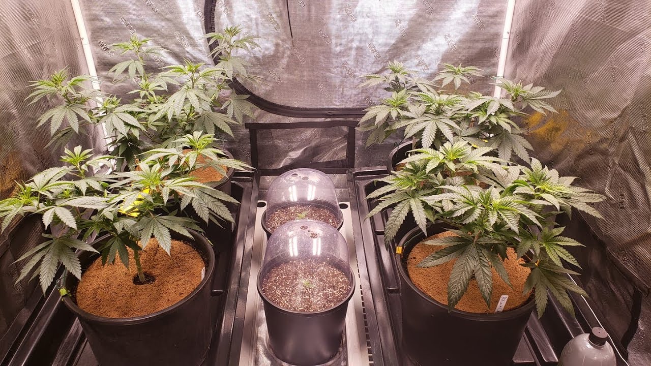 Gorilla Grow - A day late but OMG are the plants happy, time to feed them.