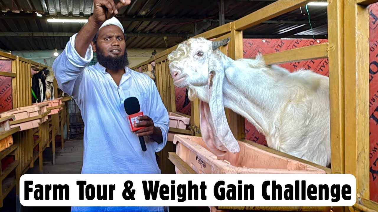 Al Aabid Goat Farm Full Tour New Location in Mahapoli & Weight Gain Challenge