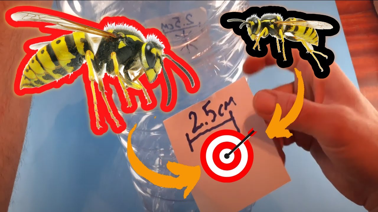 Kurtha e Grerëzave (grajzave) dhe anëzave | Hornet and Vasp Trap