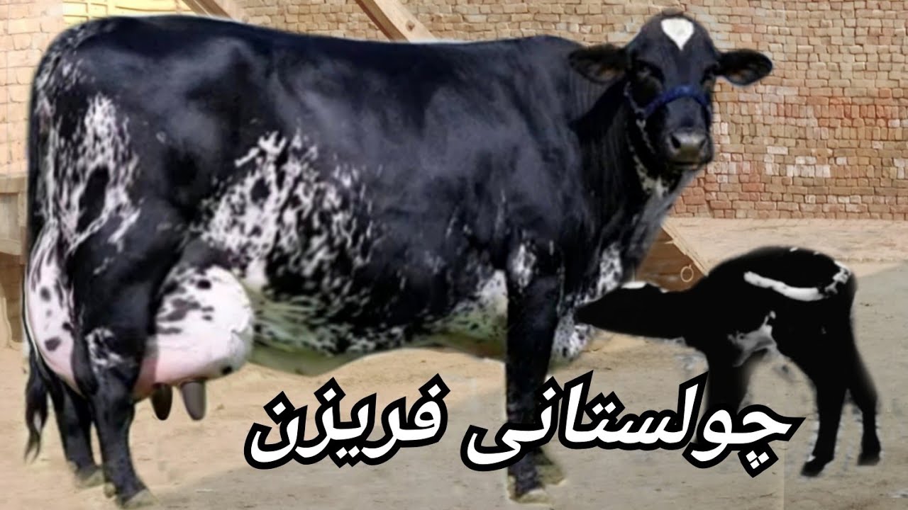 (03027249805)20-2-2026 cholistani freezan cow 🐄 for sale on YouTube 