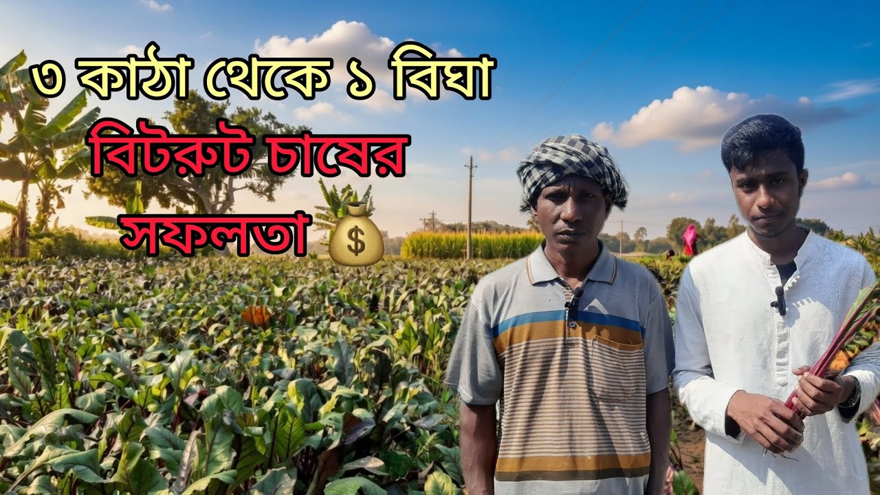 ৩ কাঠা থেকে ১ বিঘা: বিদেশি সবজি বিটরুট চাষ করে বদলে গেল নওগাঁর কৃষকের ভাগ্য। Sakib On The Moment 