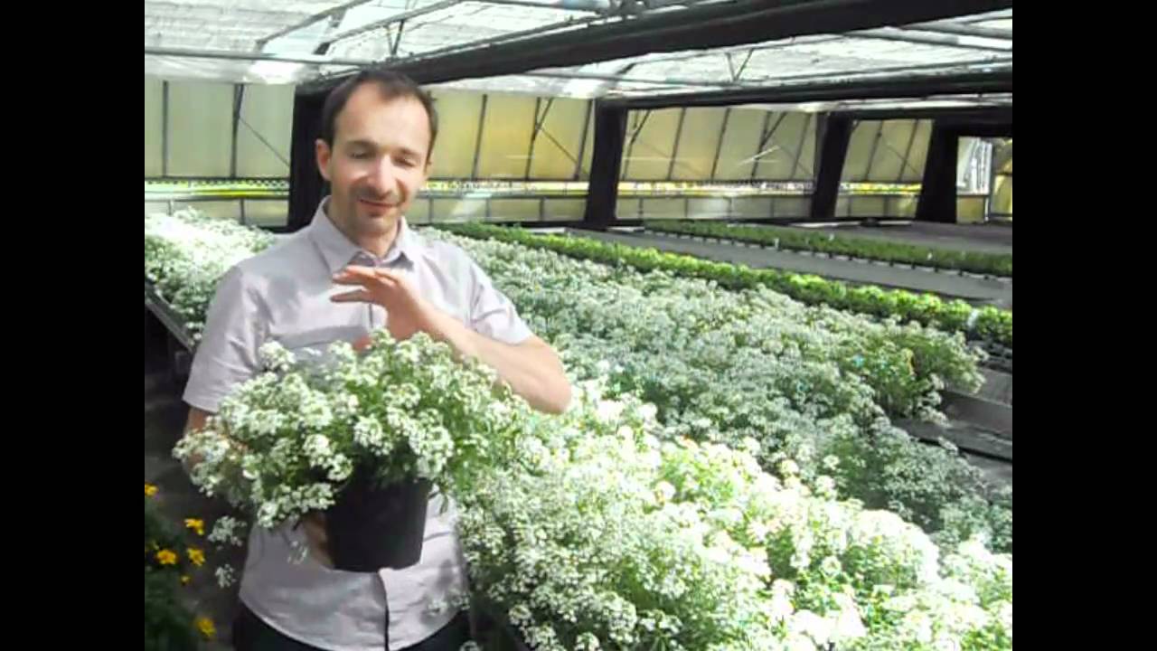 Proven Winners Snow Princess Lobularia (D)
