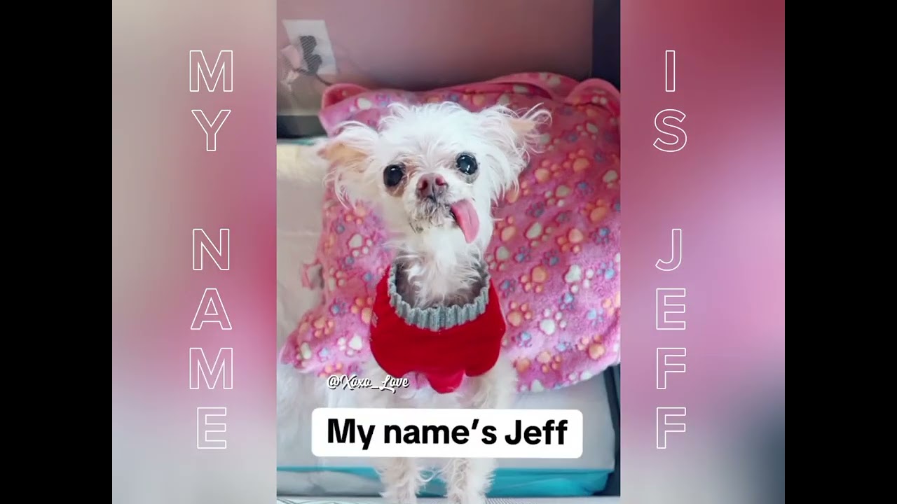 My name is jeff dog meme compilation😂😂