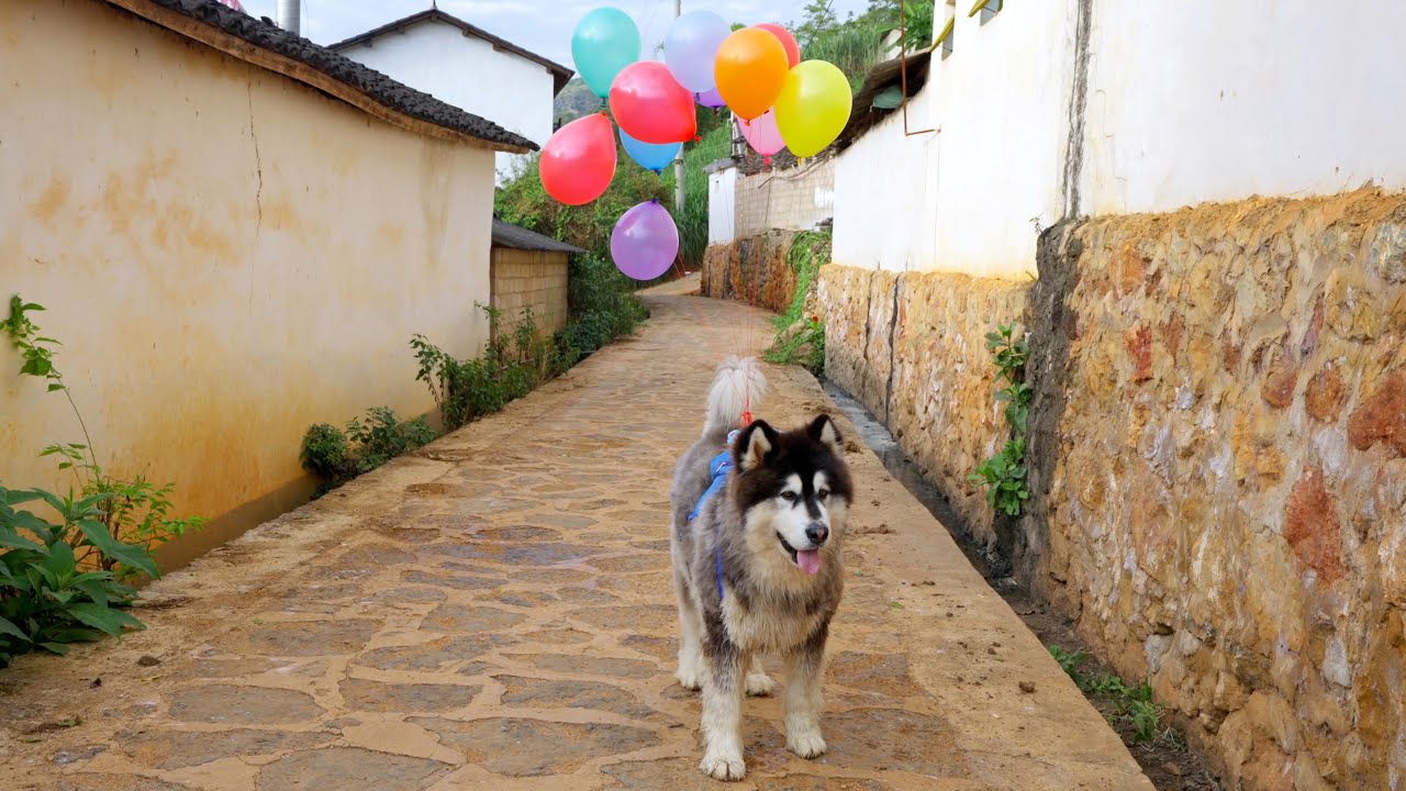 大王背着七彩的气球和阿霞一起去学校送给可愛的孩子们 Dawang carried colorful balloons and give them to the cute kid from school