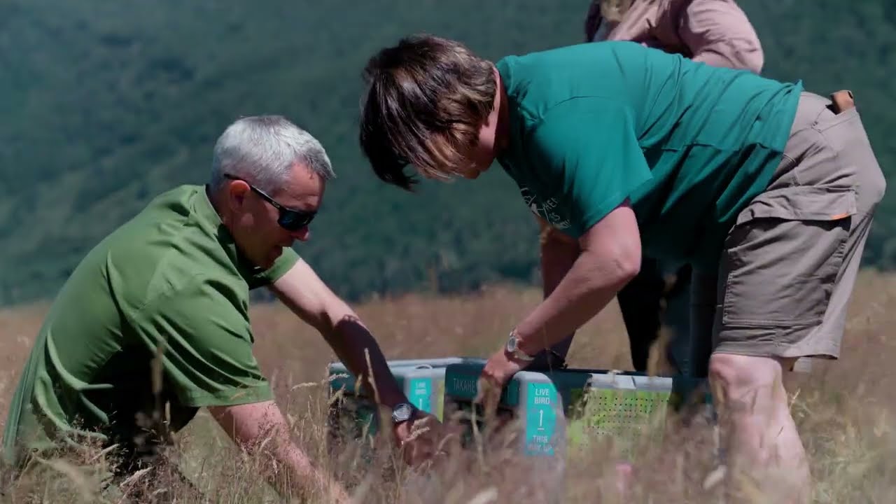 Takahē Released into the Rees Valley | RealNZ