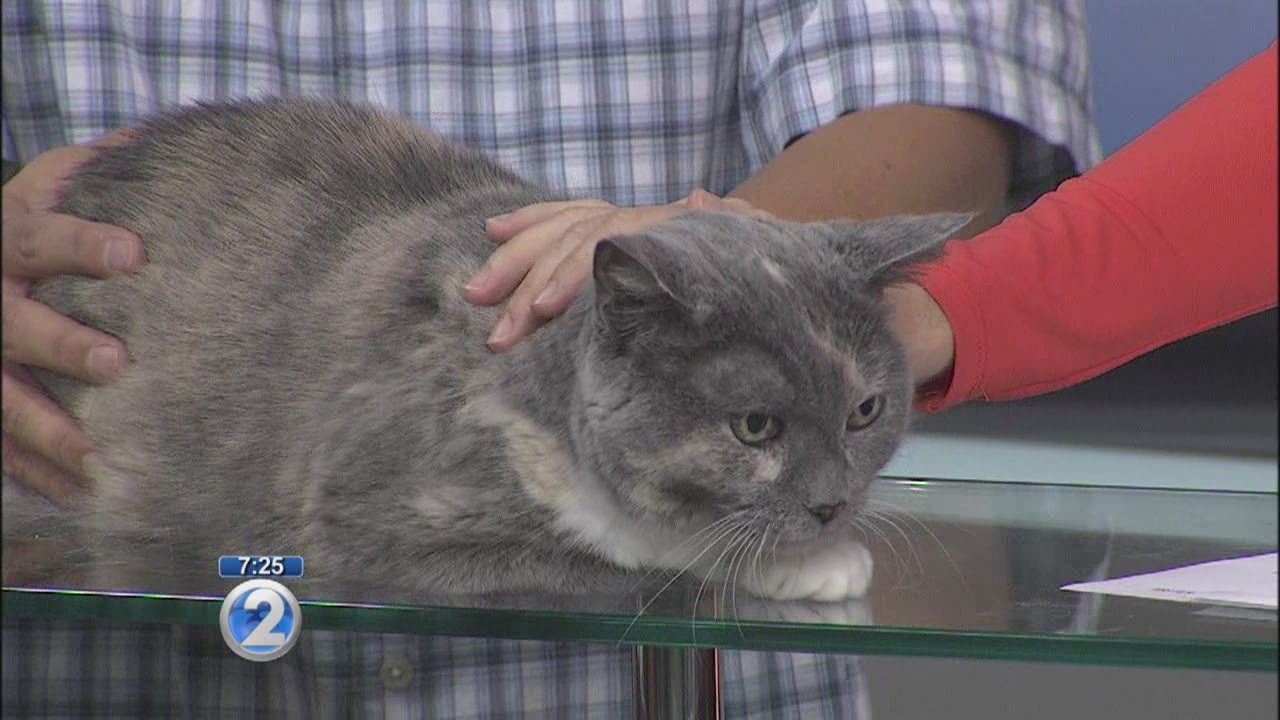 Love Your Pet: Heartworm disease in cats