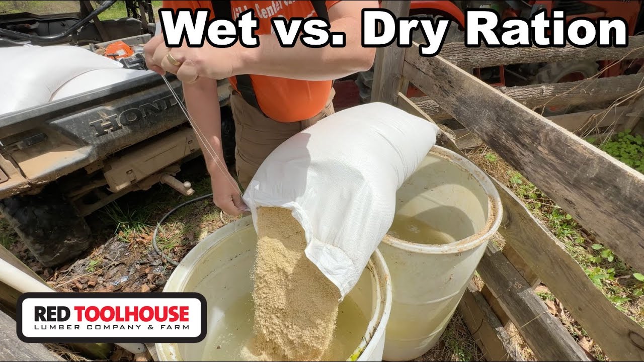 How Do You Properly Ration Pig Feed (Per Pig)??