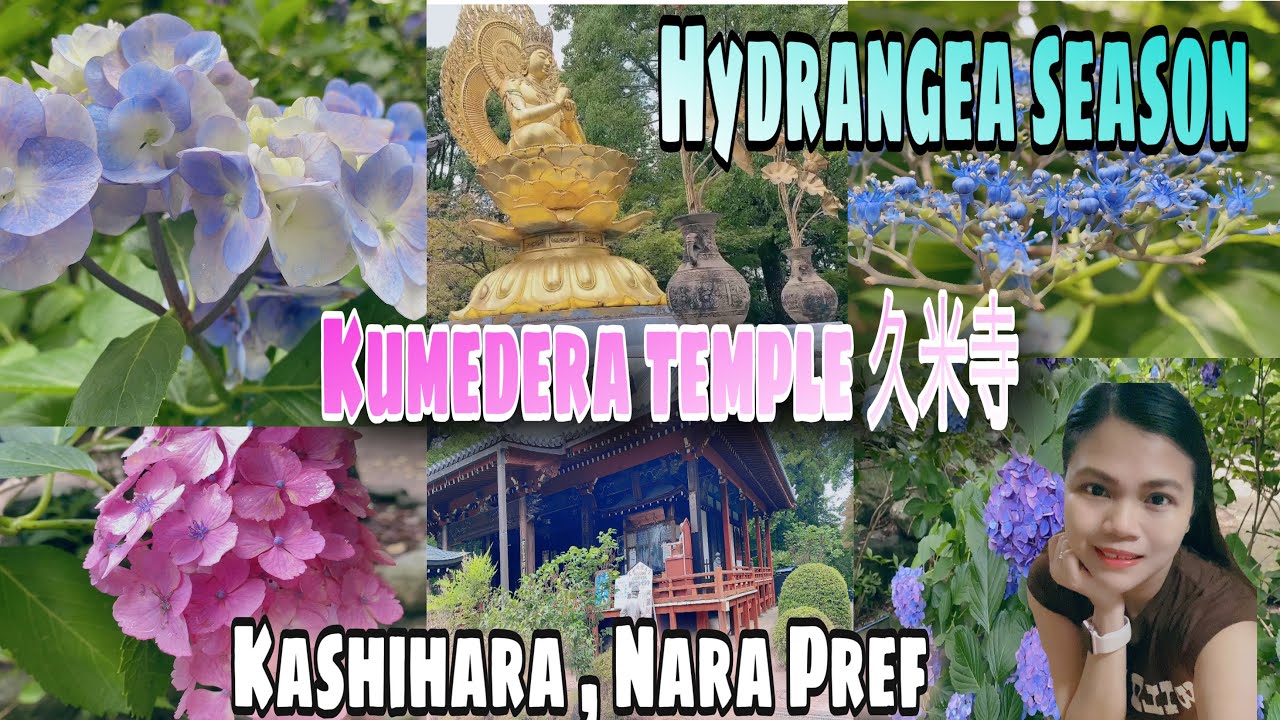 Hydrangea Flower Season in Kumedera Temple | Ajisai Flower | Summer  Season in Japan